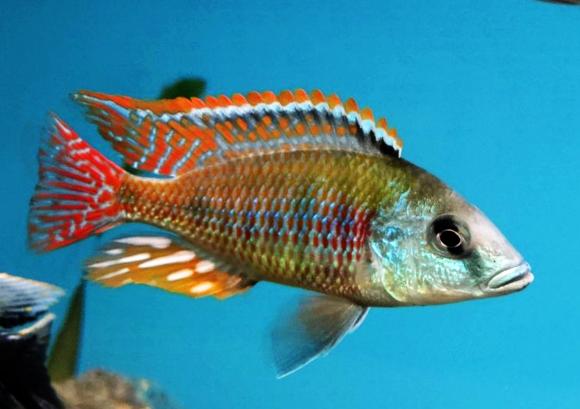 lethrinops-intermedius