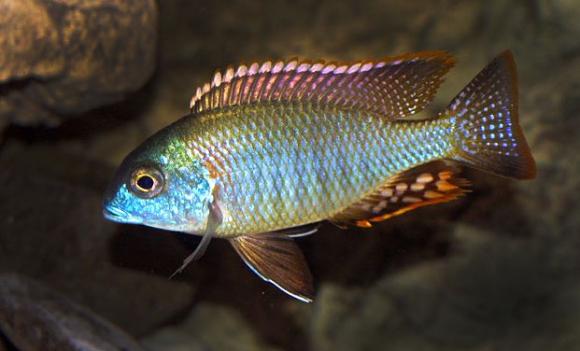 Lethrinops Mbasi 1 Lethrinops Mbasi