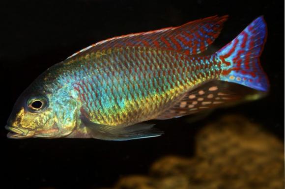 Lethrinops Marginatus 1 Lethrinops Marginatus