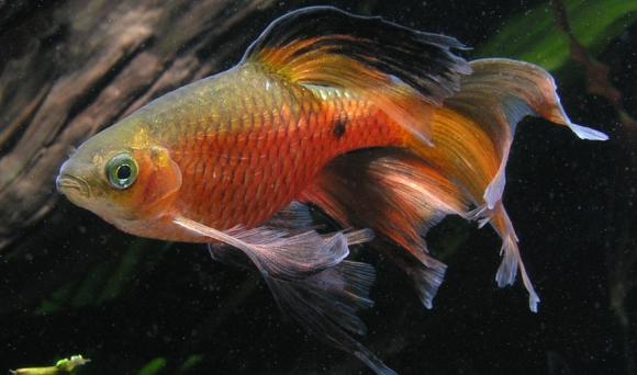 Long Fin Rosy Barb | Live Fish Direct