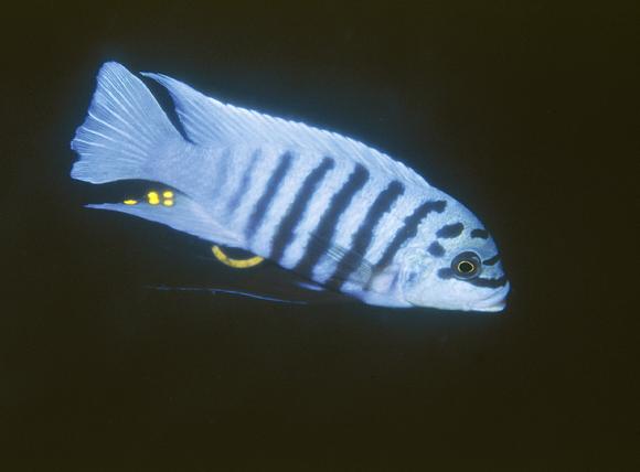 Maison Reef Chilumba Zebra Live Fish Direct