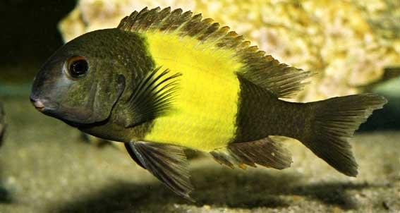 Tropheus Moorii Kiriza Kaiser Live Fish Direct