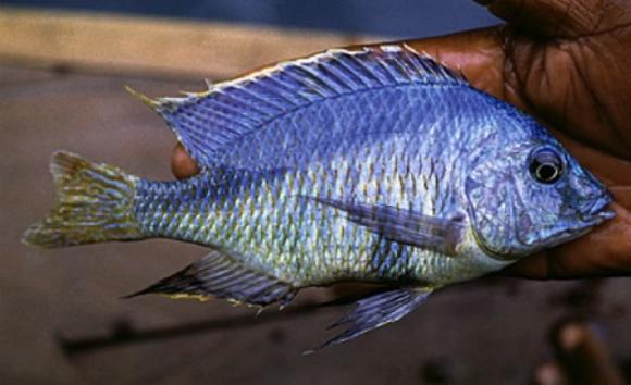 mylochromis-anapryrmus