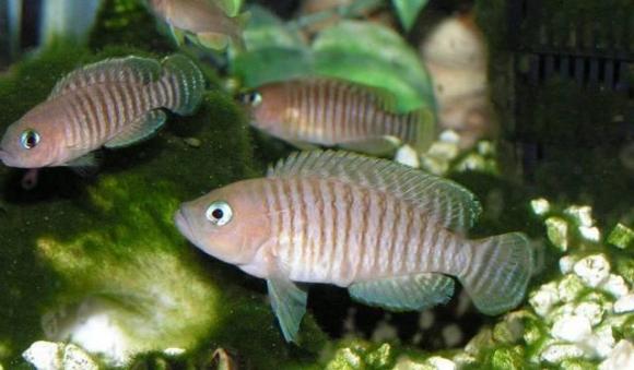 neolamprologus-multifasciatus