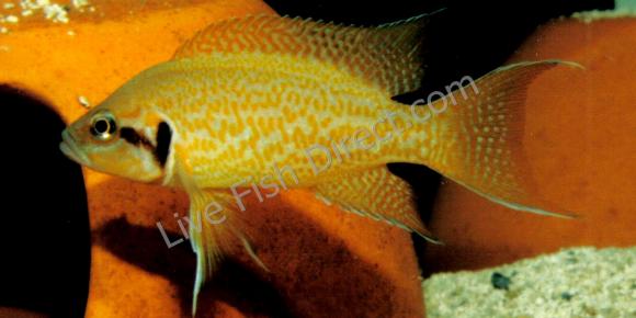 neopamprologus-helianthus_final