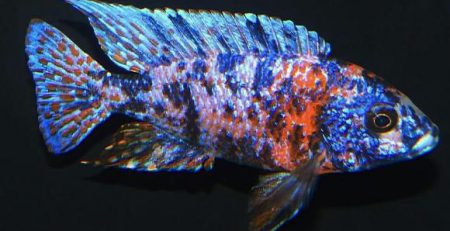 OB Peacock (Red Flush)