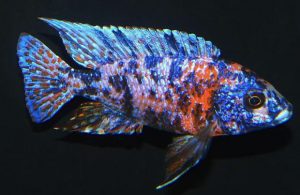 Red Flush OB Peacock