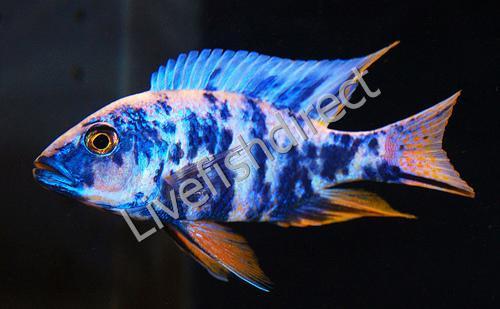 ob peacock cichlids