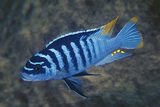 Metriaclima sp Metriaclima sp. Zebra Chilumba (Luwino Reef)