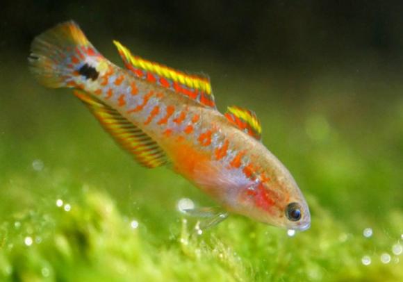 peacock-goby