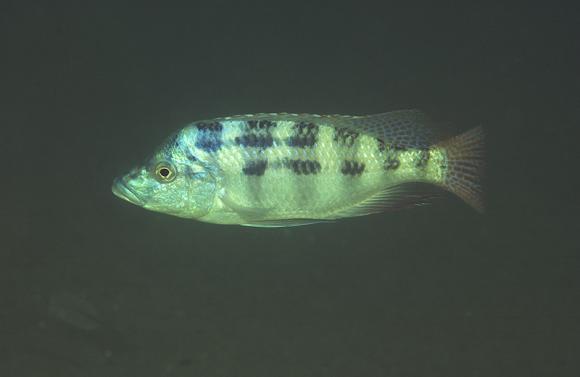 pla-johnstoni-khuyu01-800