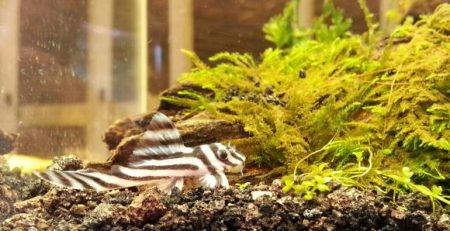 L046 Zebra Pleco