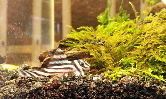 L046 Zebra Pleco