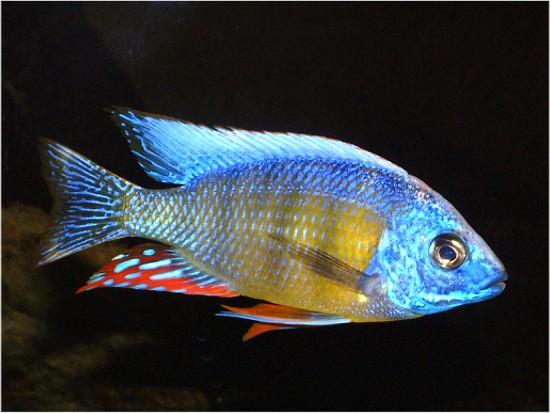 protomelas_steveni_taiwan_01
