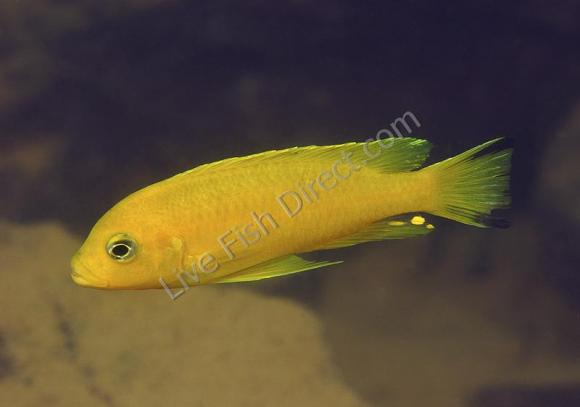 Daktari Yellow Acei Cichlid - Live Fish Direct
