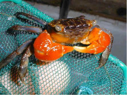 Red Claw Crab - Live Fish Direct