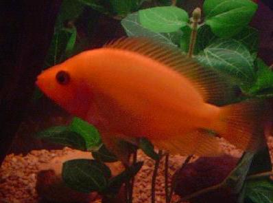 Red Devil Cichlid Fish - Fish Direct