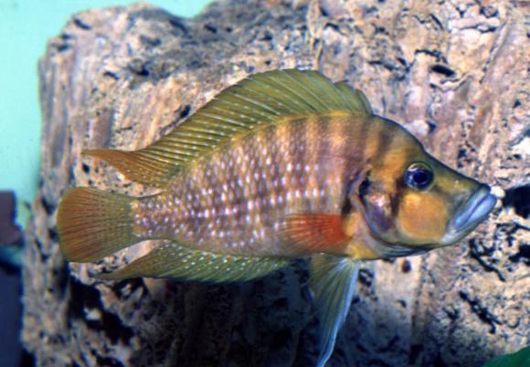 red-fin-comp2