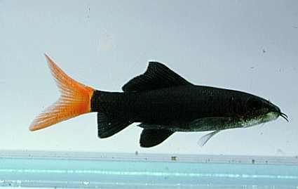 red-tailed-shark