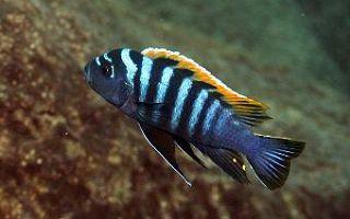 red-top-lundo