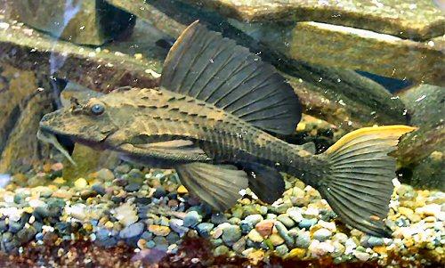 rhino-pleco