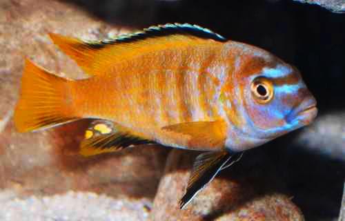 Pseudotropheus saulosi (Taiwan Reef)