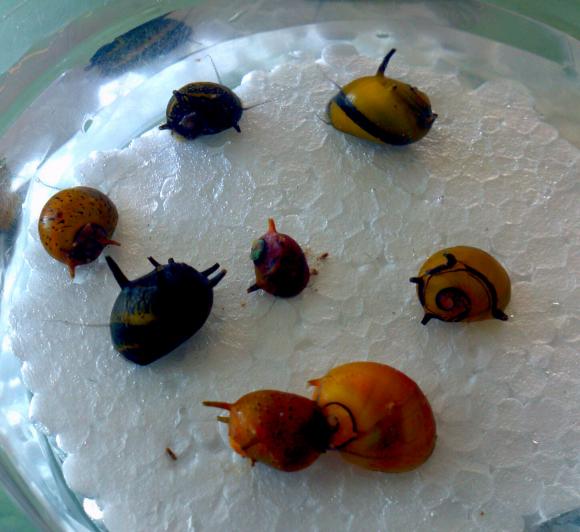 TriColor Horned Nerite Snail Live Fish Direct