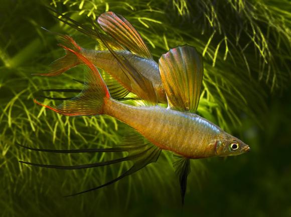 threadfin rainbowfish