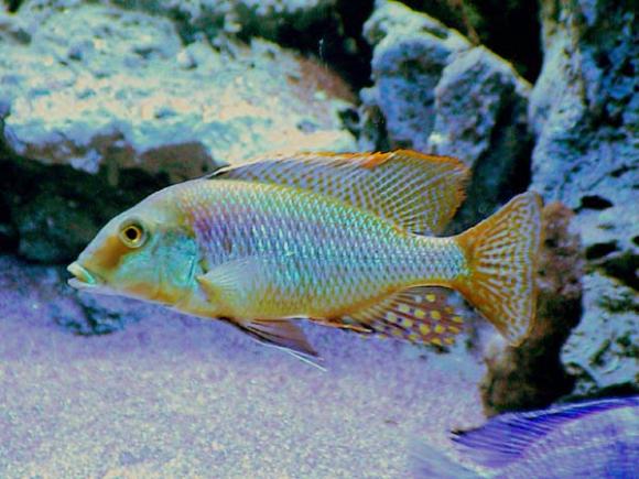 tienolethrinops
