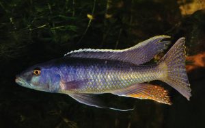 Malawi Trout Cichlid - Champsochromis caeruleus