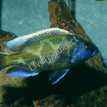 Venustus