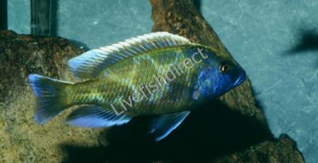 Venustus