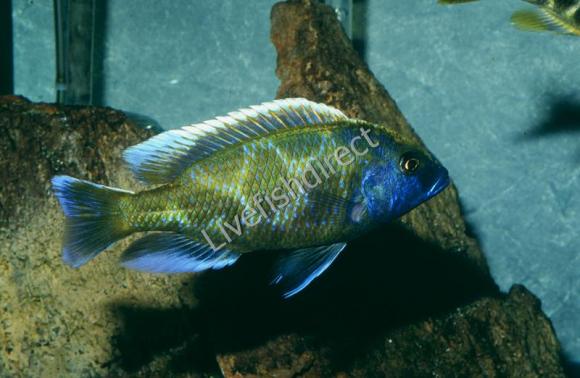 Nimbochromis SP. Venustus Cichlid _ Young male that's starting to display adult colors.