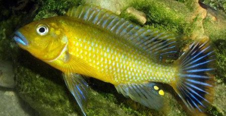 Pseudotropheus sp. Williamsi Makonde Blue Lips Cichlid