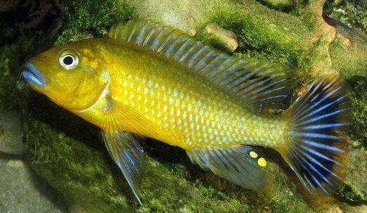 Pseudotropheus sp. Williamsi Makonde Blue Lips Cichlid