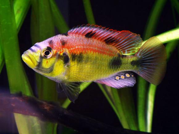 Astatotilapia Aeneocolor Yellow Belly