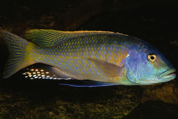 yellow lepturus