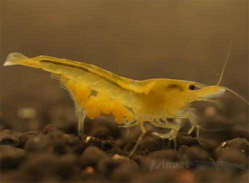 yellowshrimp