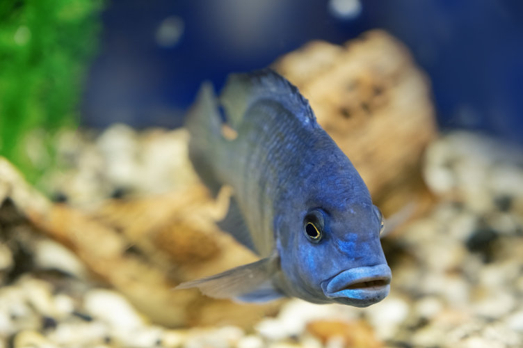 Are African Cichlids Aggressive? How to Deal with the Aggression - Live Fish Direct