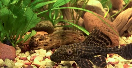 Common Plecostomus or Pleco