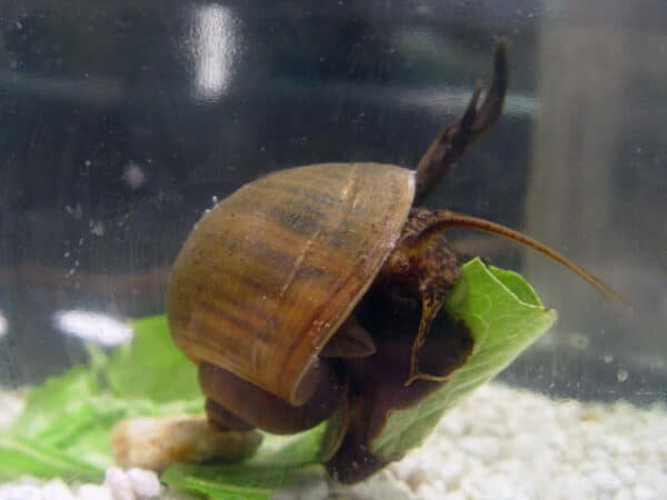 Apple Snail