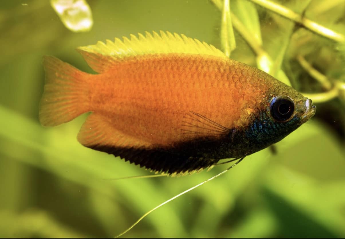 Honey Gourami Fish