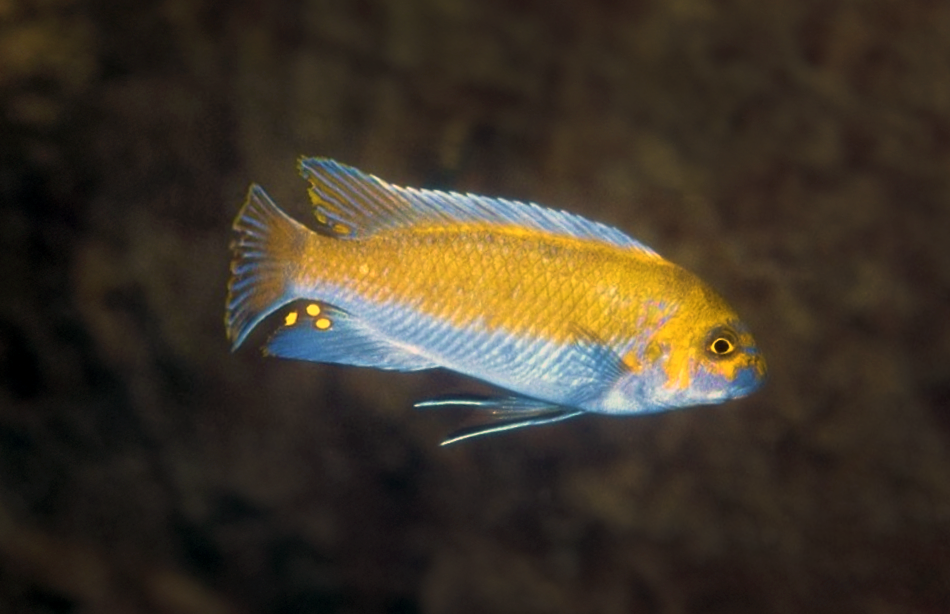 熱帯魚　アフリカンシクリッド  Labeotropheus trewavasae Lions Cove O.B  WILD. F1.  9-10㎝　写真個体販売　　セレクト品 熱帯魚 アフリカンシクリッド Labeotropheus trewavasae Lions Cove