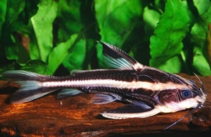 Striped-Raphael-Catfish
