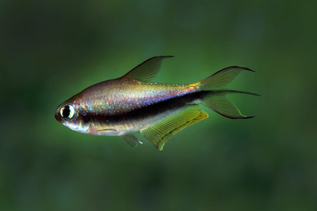 Emperor Tetra Palmeri - Live Fish Direct