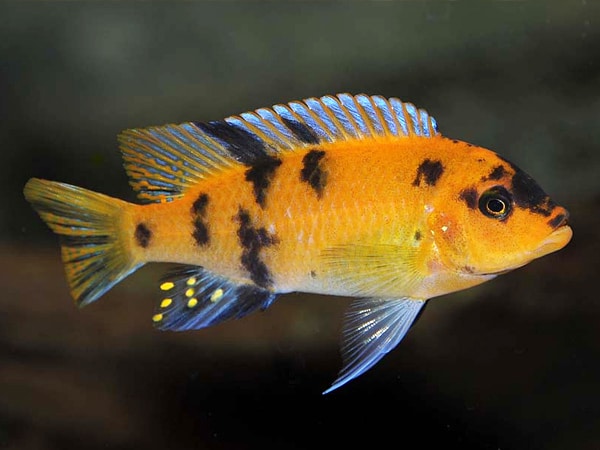 ob red zebra