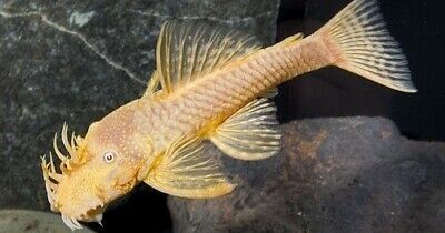 Albino Bushy Nose
