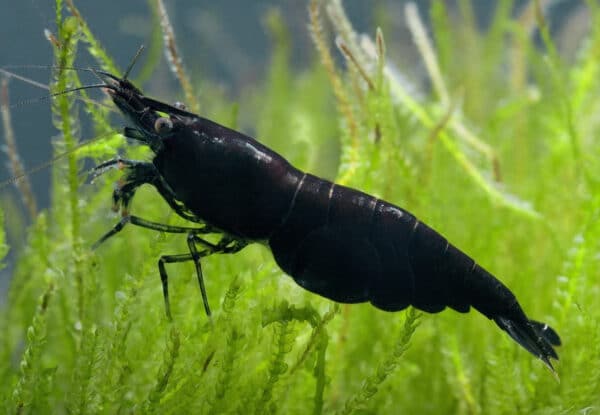 Black Sakara