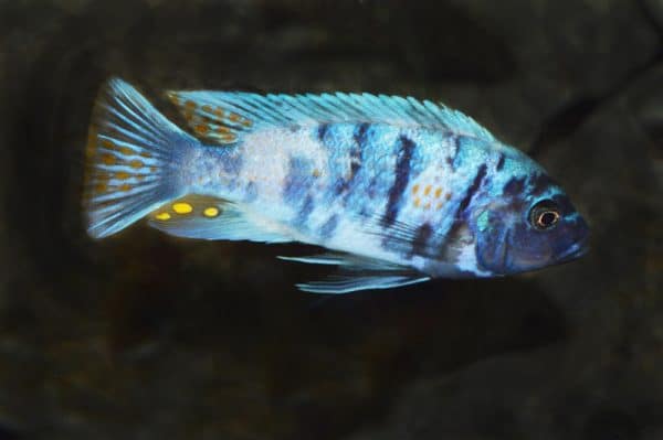 Metriclima zebra Masinje OB.MC