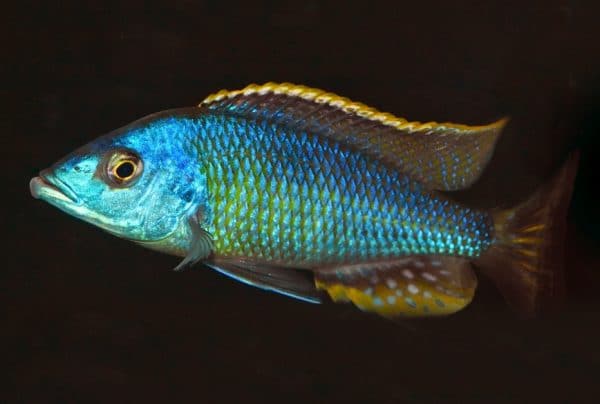 Otopharynx Nova Blue Longnose